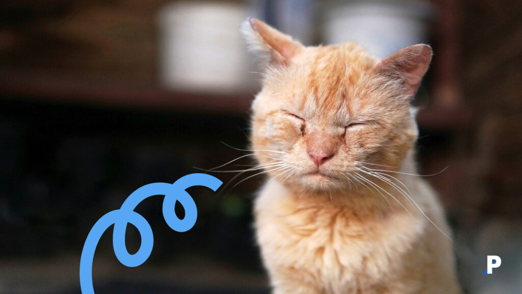 kedilerde-en-çok-hangi-hastalıklar-görülür #pethway #kedihastalıkları #kedilerdehastalıkbelirtileri #kedigribi #kedilösemisi #kedilerdeidraryoluenfeksiyonu #obezkedi #kedilerdediyabet #ke sokakta yaşayan kediler daha çok hasta olur