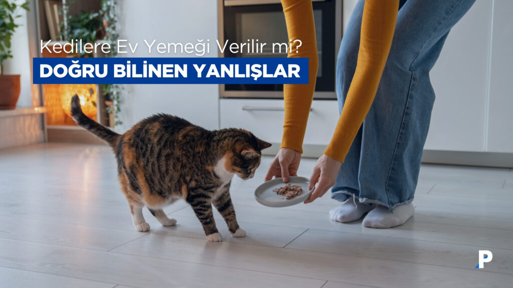 Kedilere Ev Yemeği Verilir mi? Doğru Bilinen Yanlışlar 3 Kedilere Ev Yemeği Verilir mi? Doğru Bilinen Yanlışlar