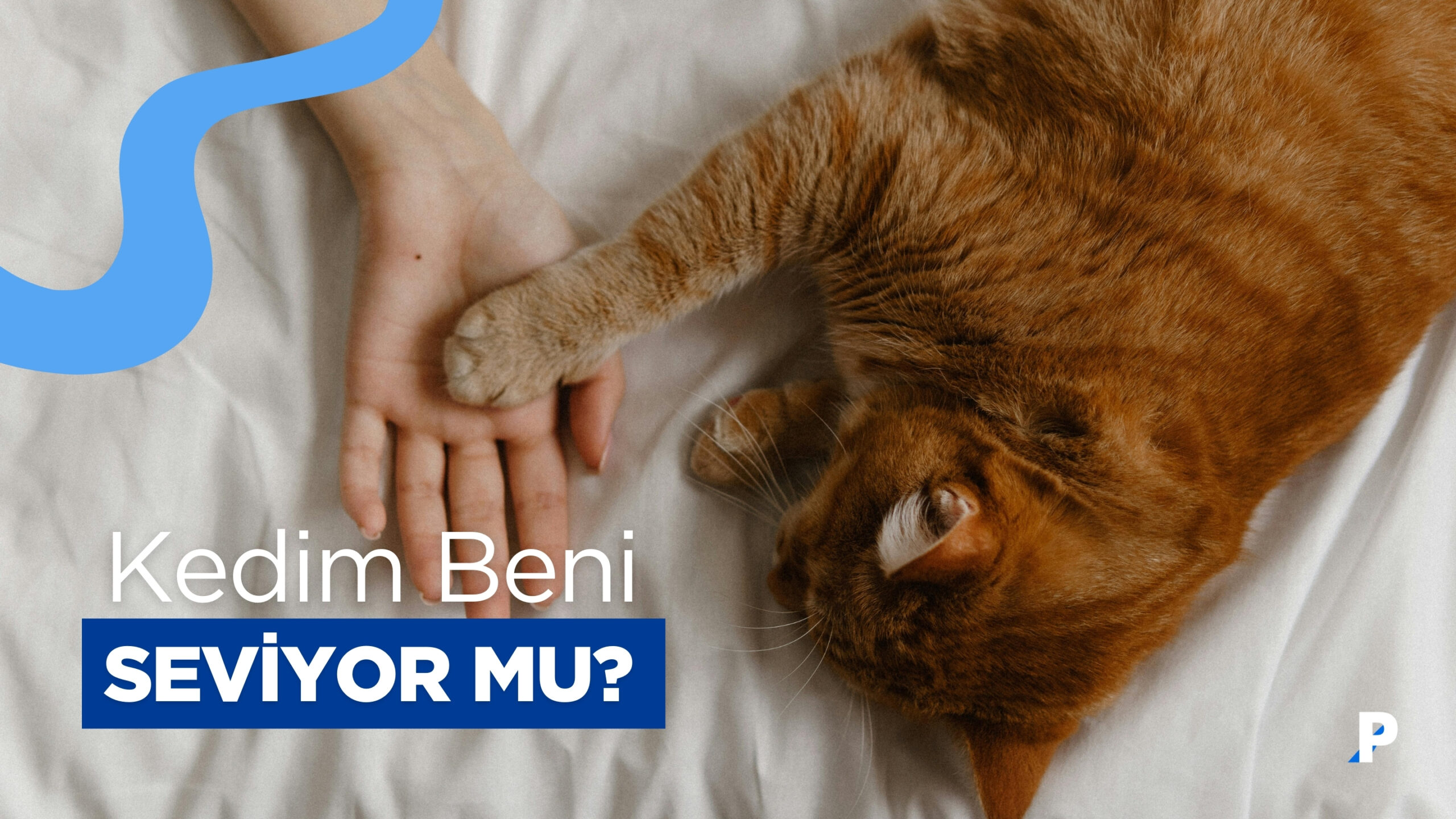 Kedilerin Size Güvendiğini Gösteren 10 İşaret | Kedim Beni Seviyor mu? – Pethway
