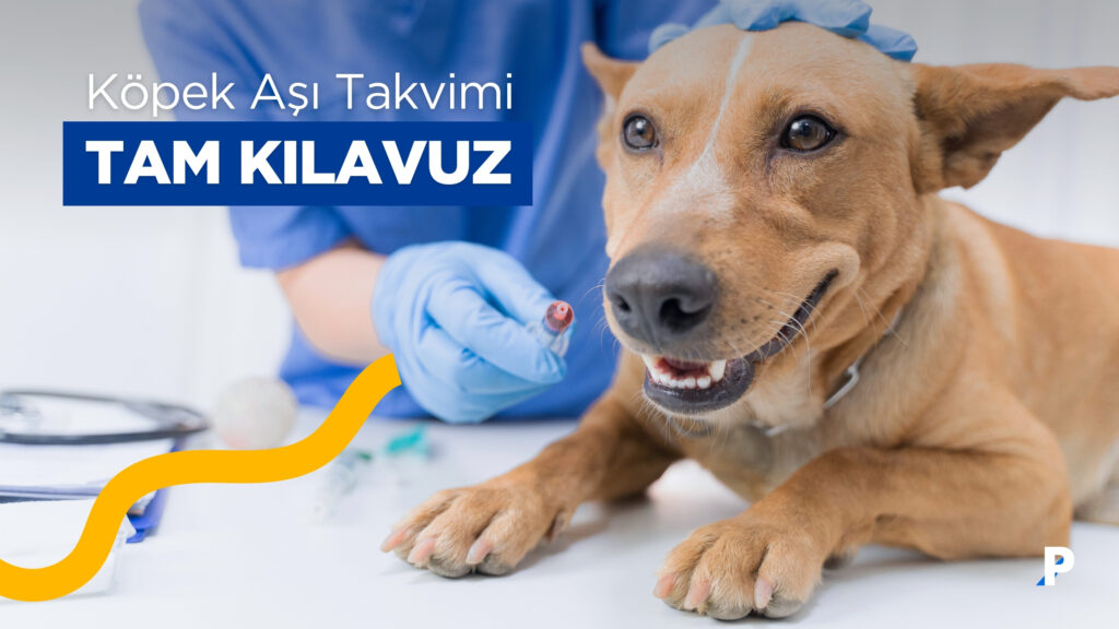 Köpek Aşı Takvimi: Köpek Aşılarına İlişkin Tam Kılavuz 5 Köpek Aşı Takvimi: Köpek Aşılarına İlişkin Tam Kılavuz
