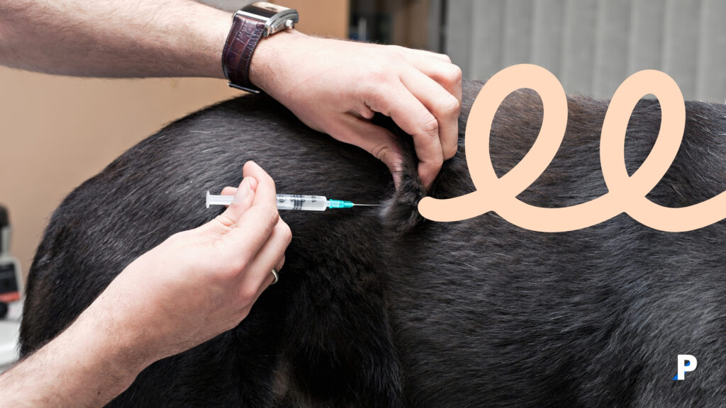 köpekler-için-takip-edilmesi-gereken-aşı-takvimi #pethway #sağlık #köpekler #evcilhayvanlar #köpekaşıtakvimi #aşıtakvimi #hayvansağlığı #köpekotelleri #köpekkreşleri köpek aşı takvimine uygun aşılanan köpek