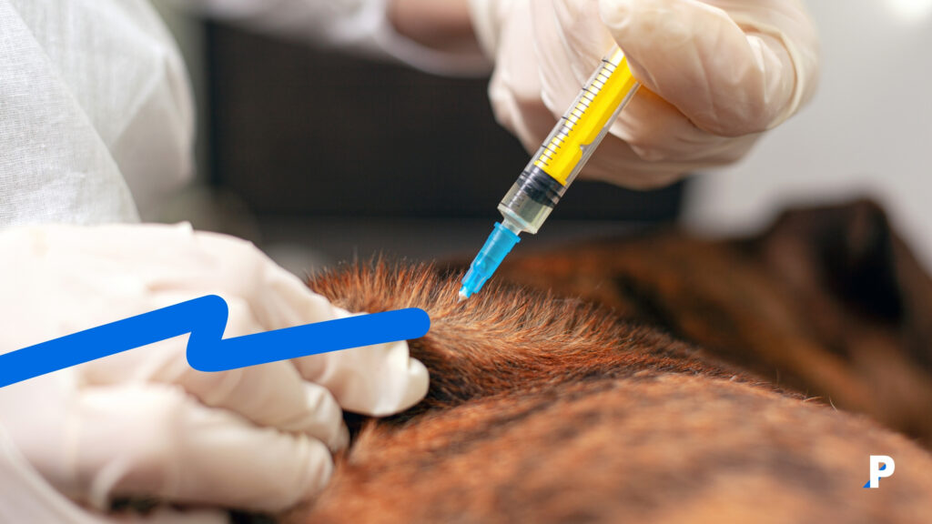 köpeklerde-aşı-takvimi-nedir #pethway #sağlık #köpekler #evcilhayvanlar #köpekaşıtakvimi #aşıtakvimi #hayvansağlığı #köpekotelleri #köpekkreşleri köpek aşı takvimine uygun şekilde aşılanan köpek