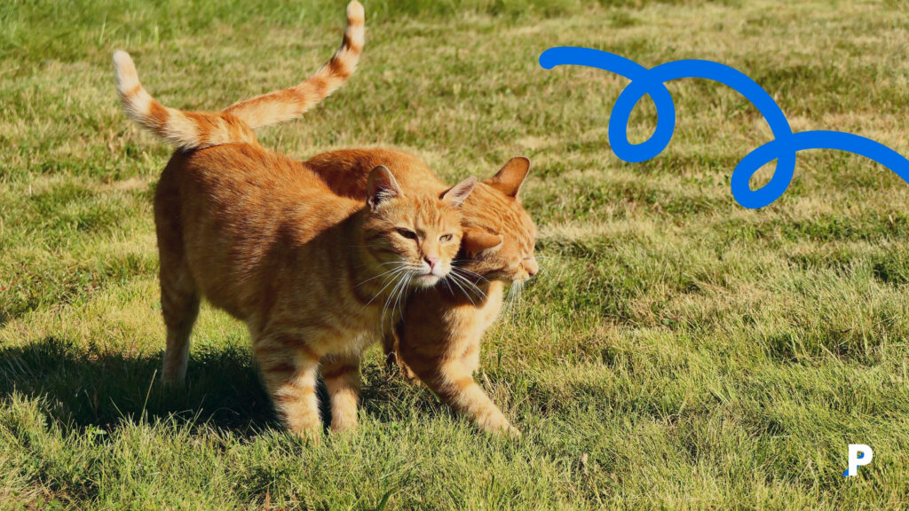 Birbirine sarılmış sevgi gösteren kediler