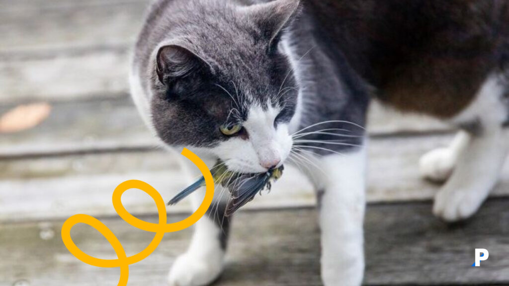 açık alanda kuş avlayan kedi