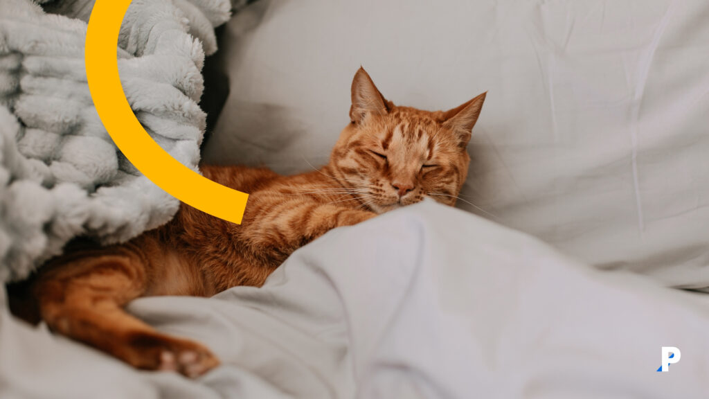 yatakta uyuyan bir kedi