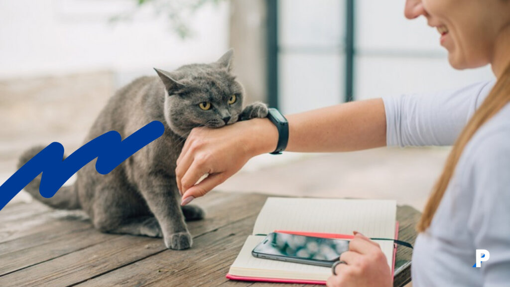 sahibine patisi ile dokunan kedi