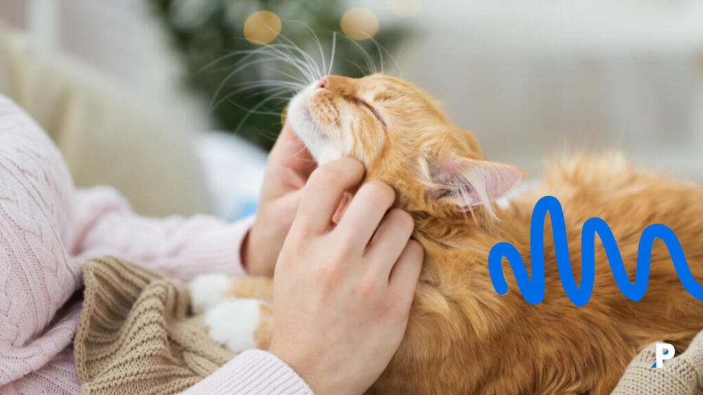 kendini sevdiren bir kedi