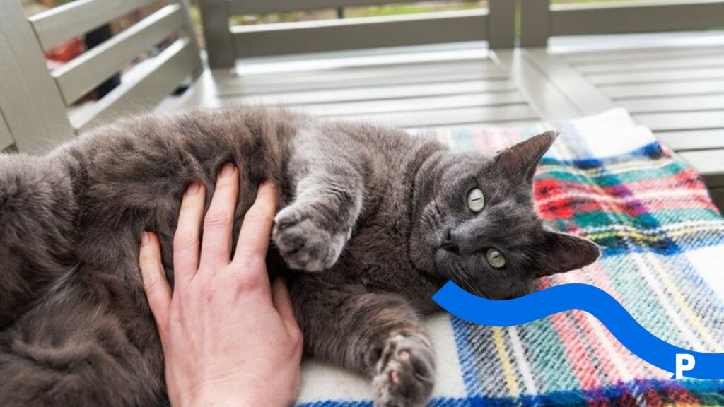 Evde oyun oynayan sağlıklı ve mutlu kedi