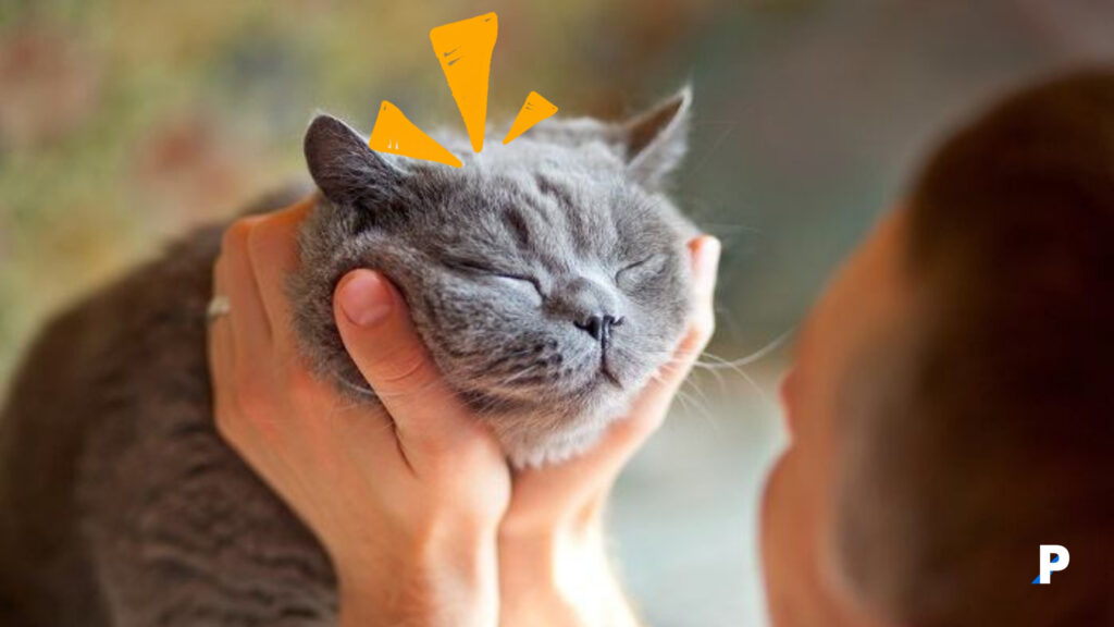 sevilmekten hoşlanan mutlu kedi