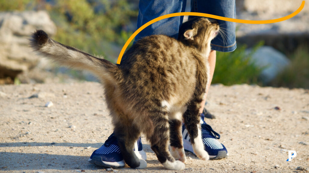 sahibinin bacağına sürünen bir kedi