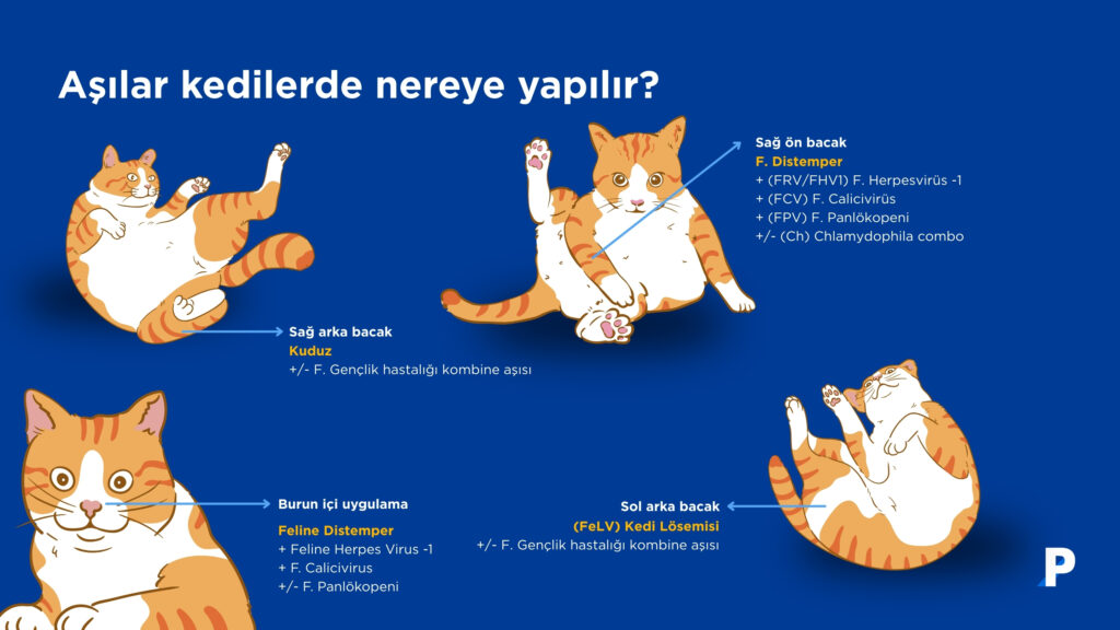 kedilerde-aşılar-nereden-yapılır Kedi aşı takvimi tablosu