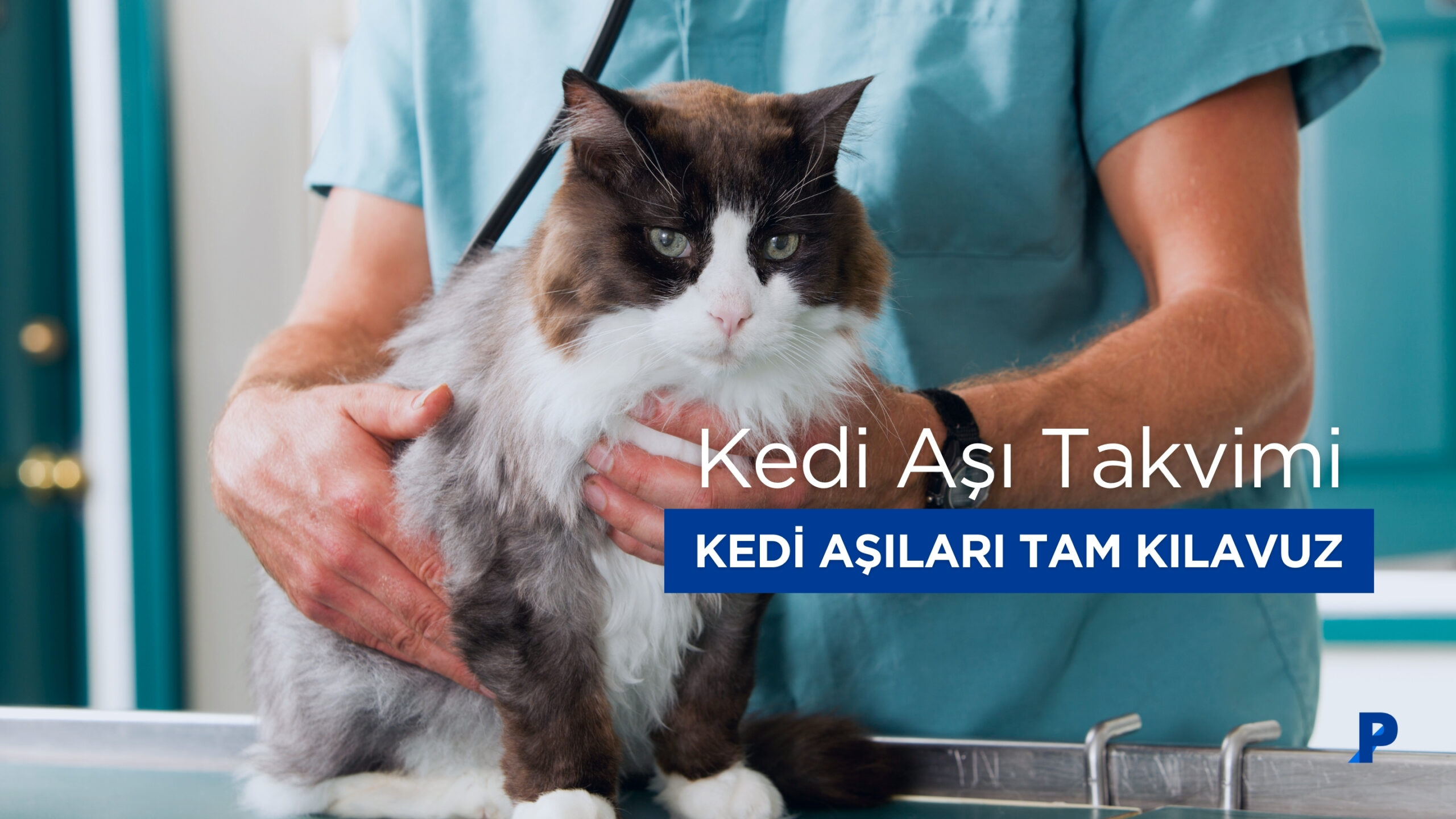 Kedi Aşı Takvimi: Kediniz İçin Eksiksiz Kılavuz