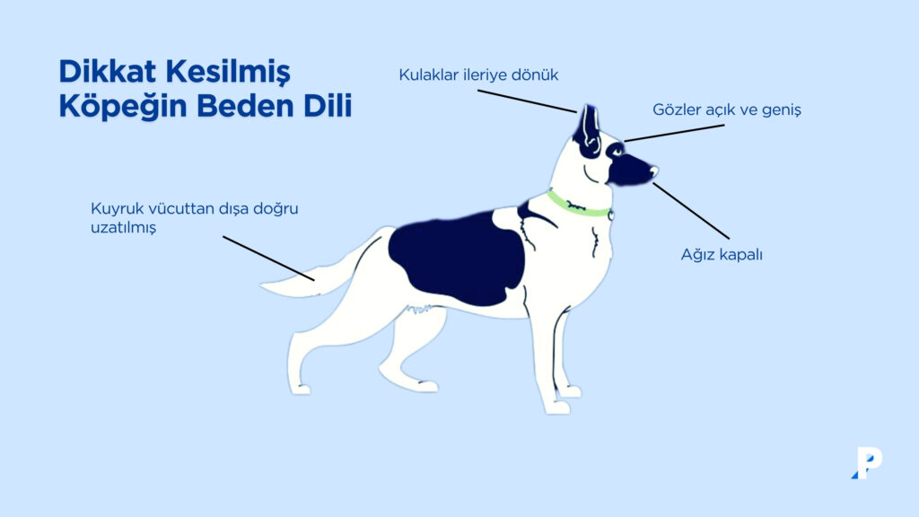 dikkat kesilmiş köpek beden dili