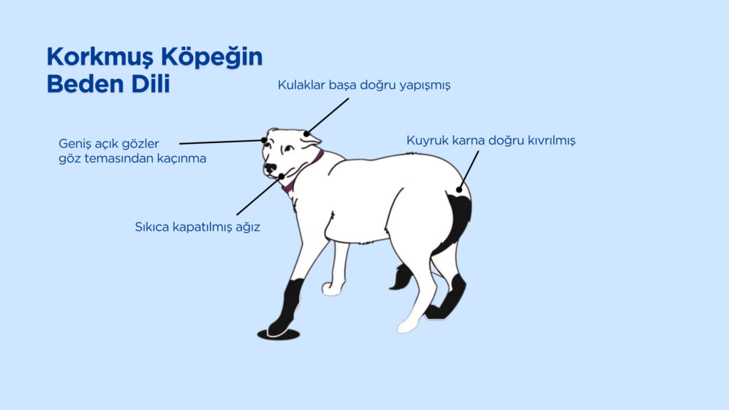 korkmuş köpek beden dili