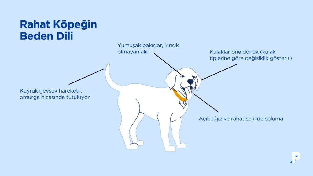 rahatlamış köpek beden dili
