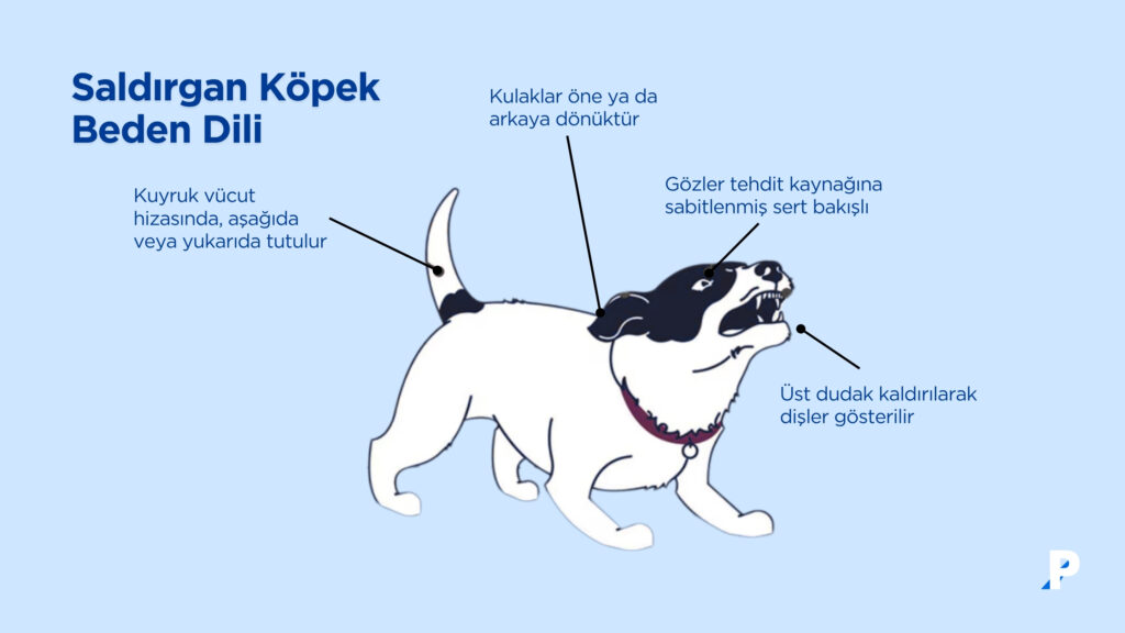 saldırgan köpek beden dili