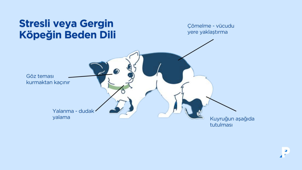 stresli köpek beden dili