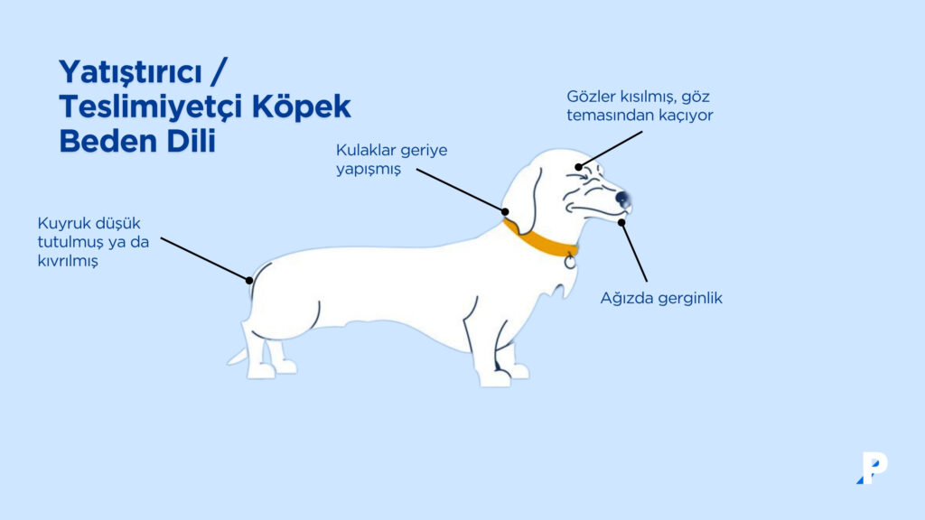 yatıştırıcı köpek beden dili