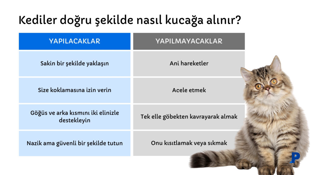 Kediler doğru şekilde nasıl kucağa alınır kedileri kucaklamak - kediler doğru şekilde nasıl kucağa alınır?