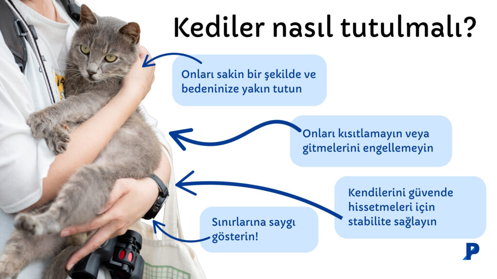 Kediler nasıl tutulmalıdır kedileri kucaklamak - kediler nasıl tutulmalı?