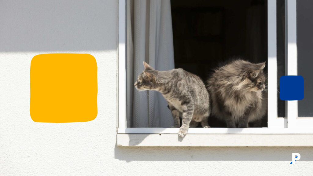 kedilerde yüksekten düşme sendromu belirtileri