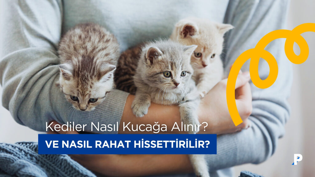 Kedileri Kucaklamak: Doğru Kucağa Alma Yöntemleri ve İpuçları 4 kediler nasıl kucağa alınır ve nasıl rahat hissettirilir