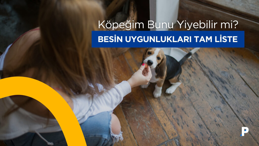 Köpeğim Bunu Yiyebilir mi? Köpeklerin Yiyebileceği ve Yememesi Gereken İnsan Yiyeceklerinin Listesi 4 köpeğime hangi yiyecekleri verebilirim?