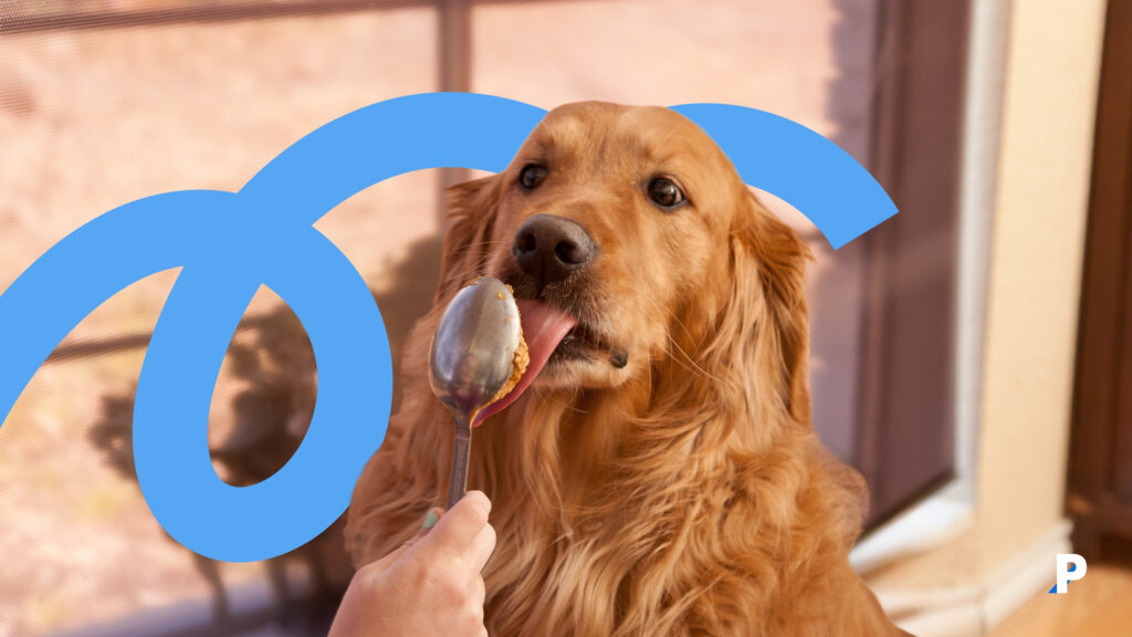 köpeklere verilmesi gereken yiyecekler köpeğim bunu yiyebilir mi? - köpeklerin yiyebileceği besinler