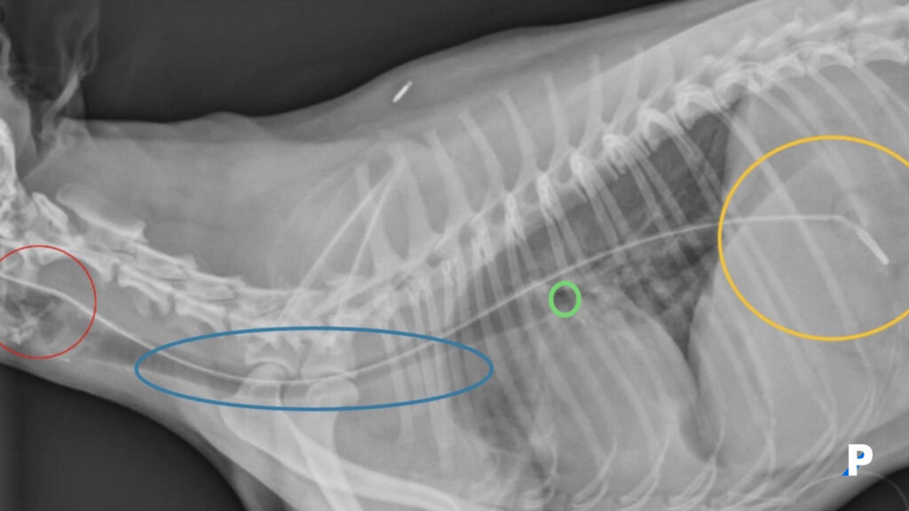 kedilerde yüksekten düşme sendromu belirtileri