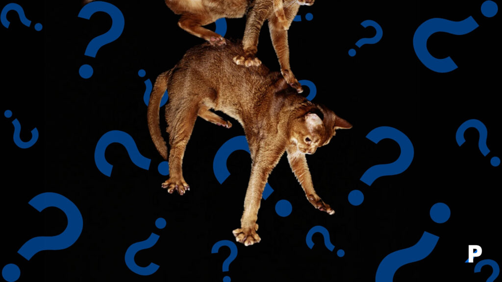 kedilerde yüksekten düşme sendromu belirtileri