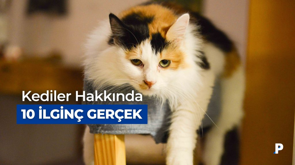 Kediler Hakkında 10 İlginç ve Şaşırtıcı Gerçek 4 Kediler Hakkında 10 İlginç ve Şaşırtıcı Gerçek