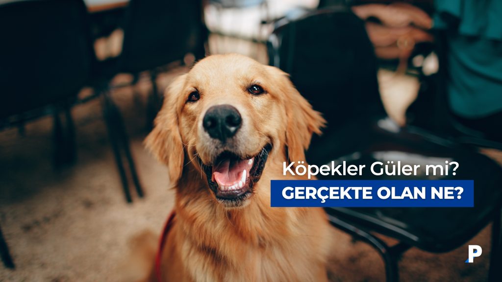 Köpekler Güler mi? Bilimsel Açıklaması Nedir? Günlük Yaşamda Ne Görüyoruz? 3 Köpekler güler mi? Bilimsel açıklaması nedir? Gündelik yaşamda nasıl görünür?