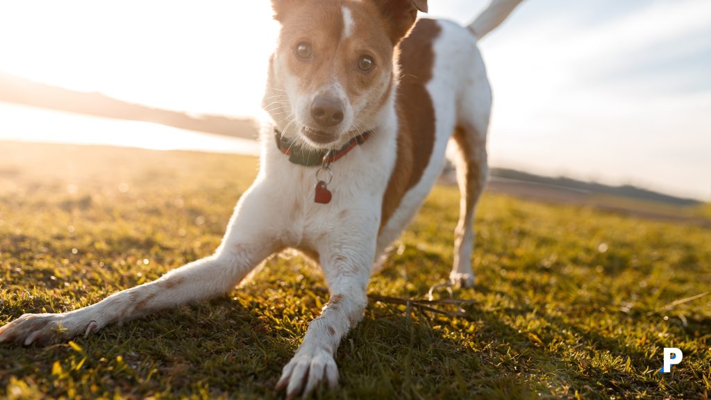 kopekler-guler-mi-gunluk-yasamda-ne-goruyoruz Köpekler güler mi? Günlük yaşamda ne görüyoruz?