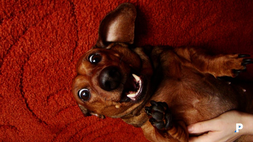 kopekler-guler-mi-sorusuna-en-durust-yanit Köpekler güler mi? sorusuna en dürüst yanıt.