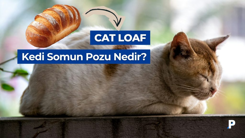 Kediler Neden “Somun (Loaf)” Pozisyonu Alır? (Somun Ekmek Pozisyonu) 1 Cat Loaf - Kedi Somun Pozu nedir? Ne Anlama Gelir?