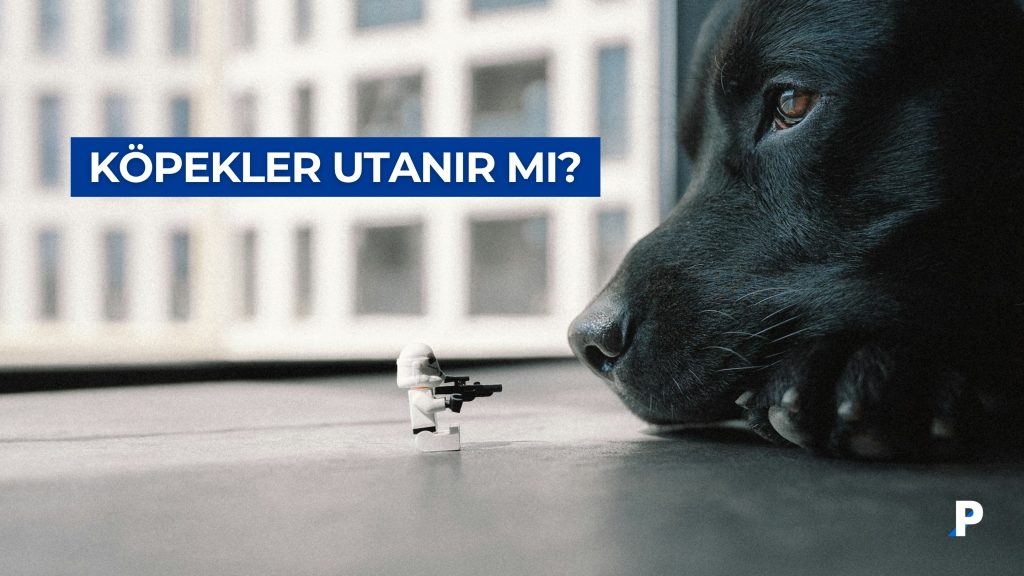 Köpekler Utanır mı? Bilim Ne Diyor, Biz Ne Görüyoruz? 2 Köpekler utanır mı sorusunu çağrıştıran, bir köpeğin küçük oyuncak figüre dikkatle baktığı duygu dolu an.